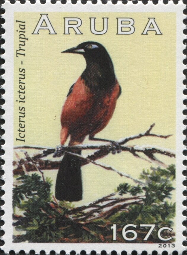 Venezuelan Troupial (Icterus icterus)