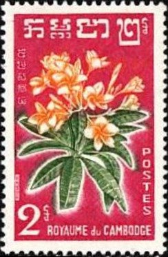 Frangipani