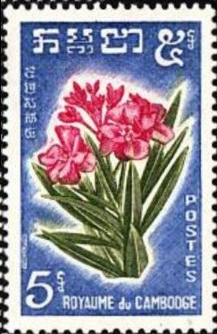 Oleander