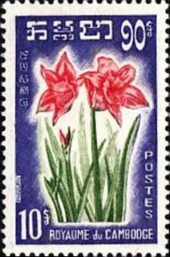 Amaryllis