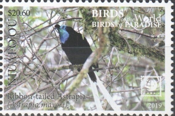 Ribbon-Tailed Astrapia