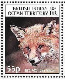 Red fox bu Jim Wilson