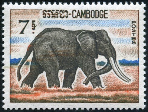 African Elephant (Loxodonta africana)