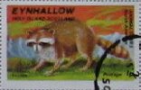 Raccoon