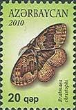 (Brahmaea cristophi)