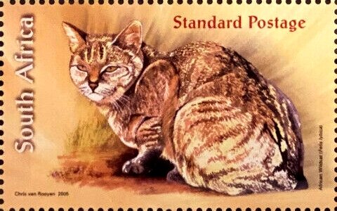 African Wild Cat (Felis lybica)