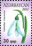 Galanthus Caucasicus