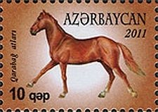 Karabakh Horse (Equus ferus caballus)