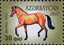 Karabakh Horse (Equus ferus caballus)