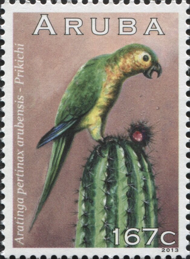 Aratinga pertinax arubensis