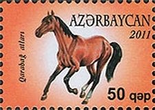 Karabakh Horse (Equus ferus caballus)