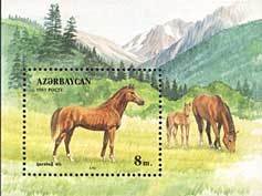 Karabakh Horse (Equus ferus caballus)
