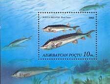 Souvenir Sheet, Beluga (Huso huso), Azerbaijan,  , Animals (Fauna), Fishes
