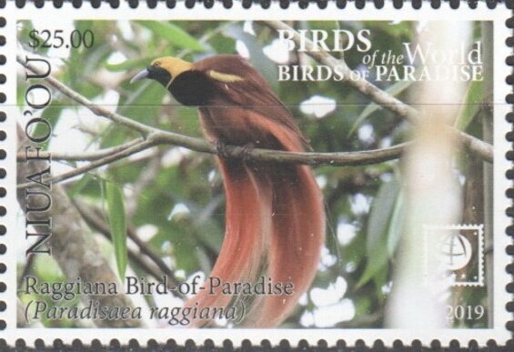 Raggiana Bird of Paradise