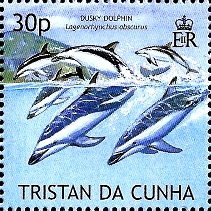 Dark dolphin (Lagenorhynchus obscurus)