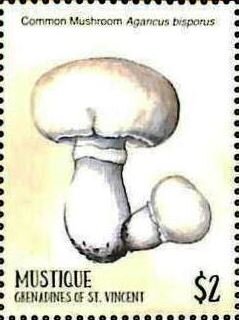 Agamcus bisporus
