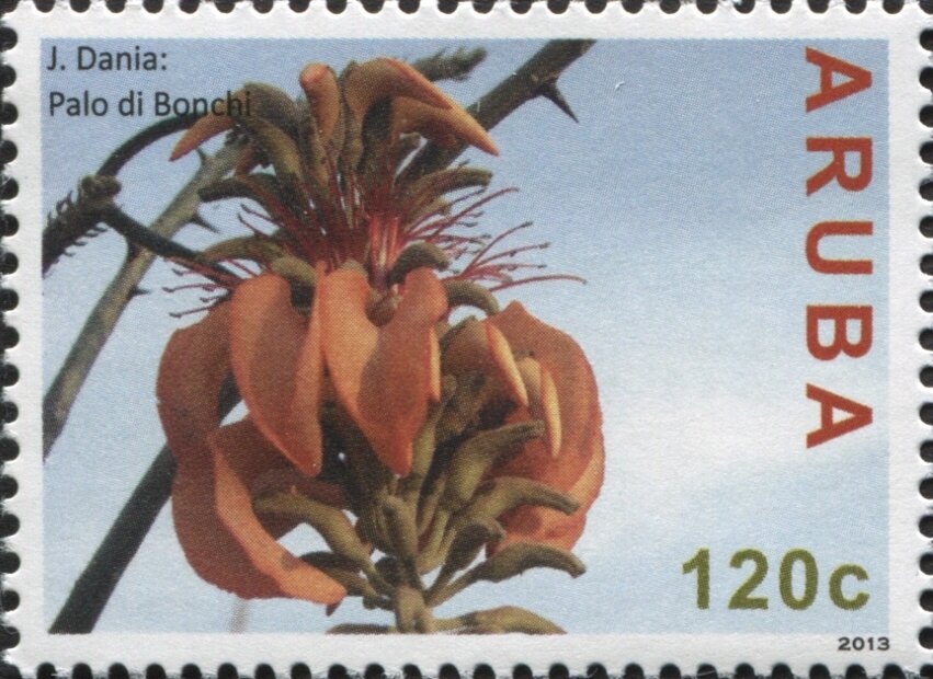 J. Dania: Coral Tree Blossom