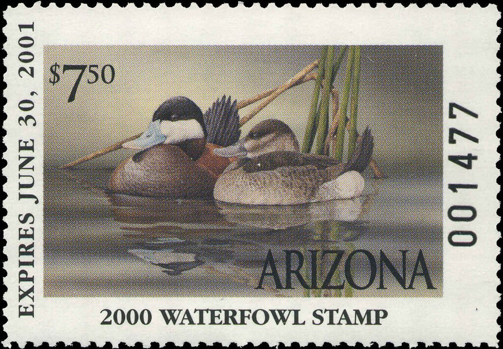 Ruddy Ducks