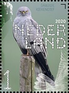 Stamp, Montagu's Harrier (Circus pygargus), Netherlands,  , Animals (Fauna), Birds, Birds of Prey
