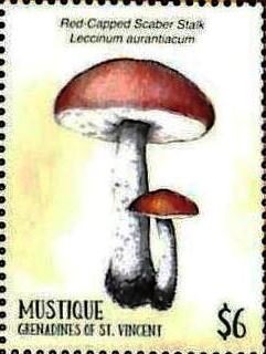 Leccinum aurantiacum