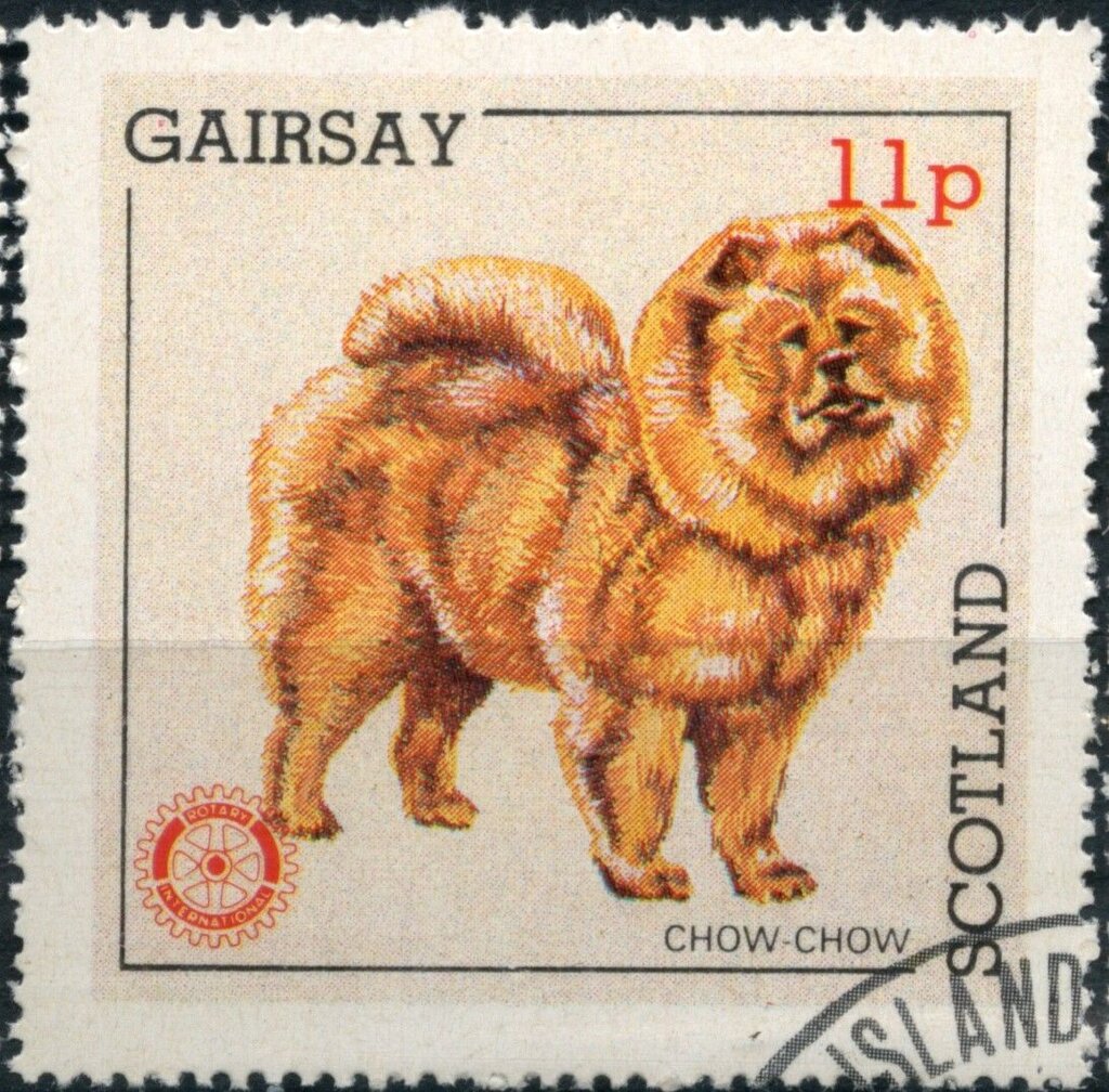Chow Chow