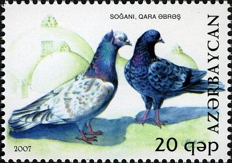 Pigeon (Columba livia forma domestica)
