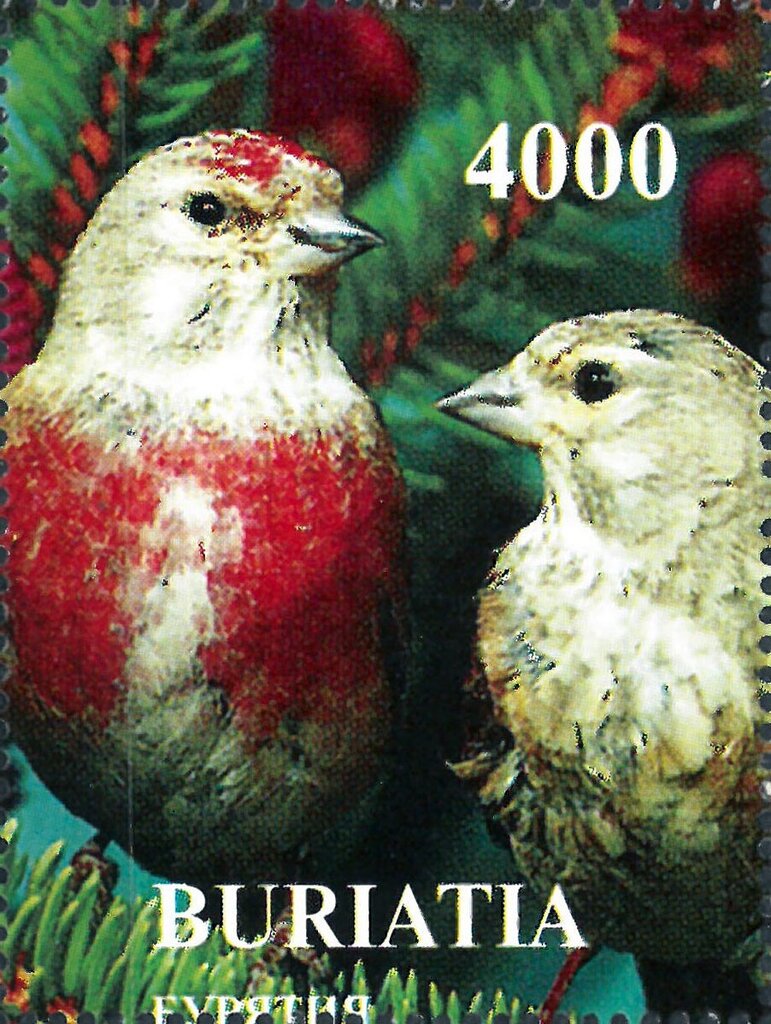 Birds
