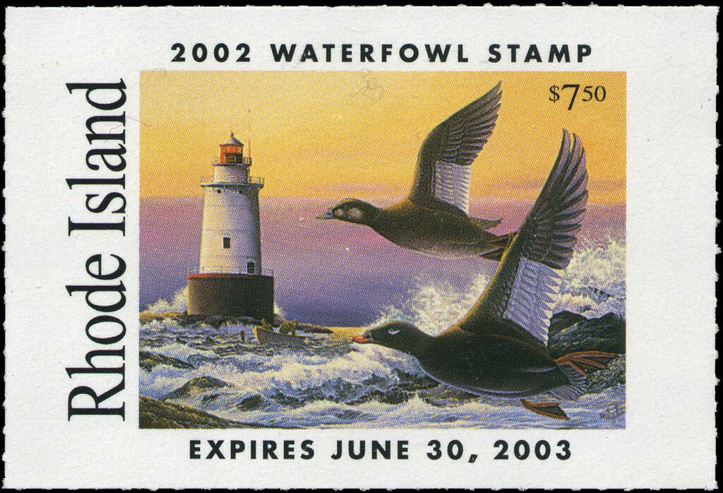 White Winged Scoter