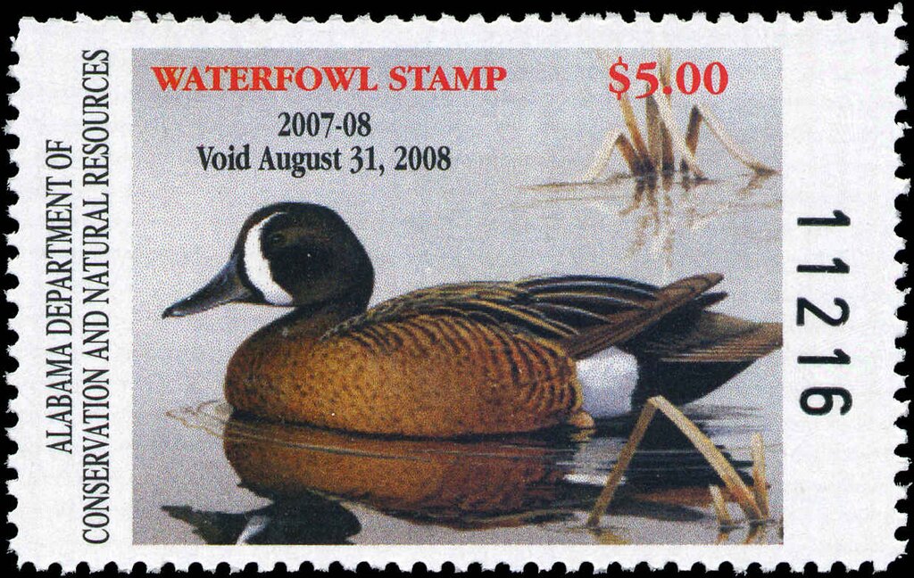 Blue Winged Teal