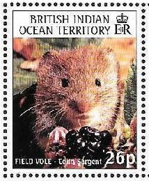 Field vole by Colin Sargent