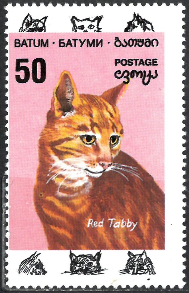 Red tabby