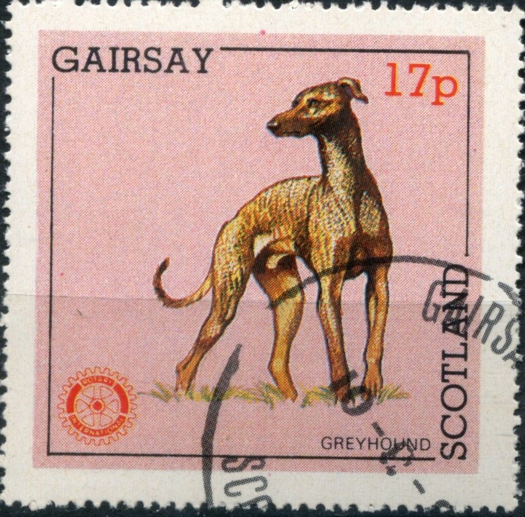 Greyhound