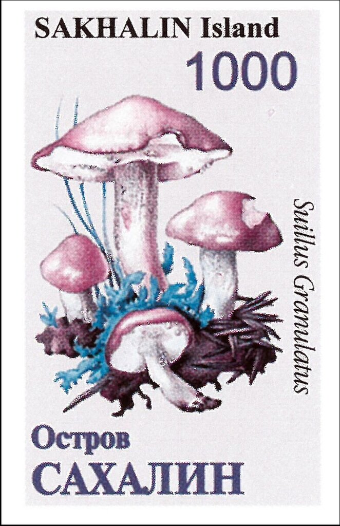 Mushrooms