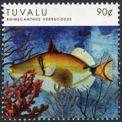 Rhinecanthus Verrucosus