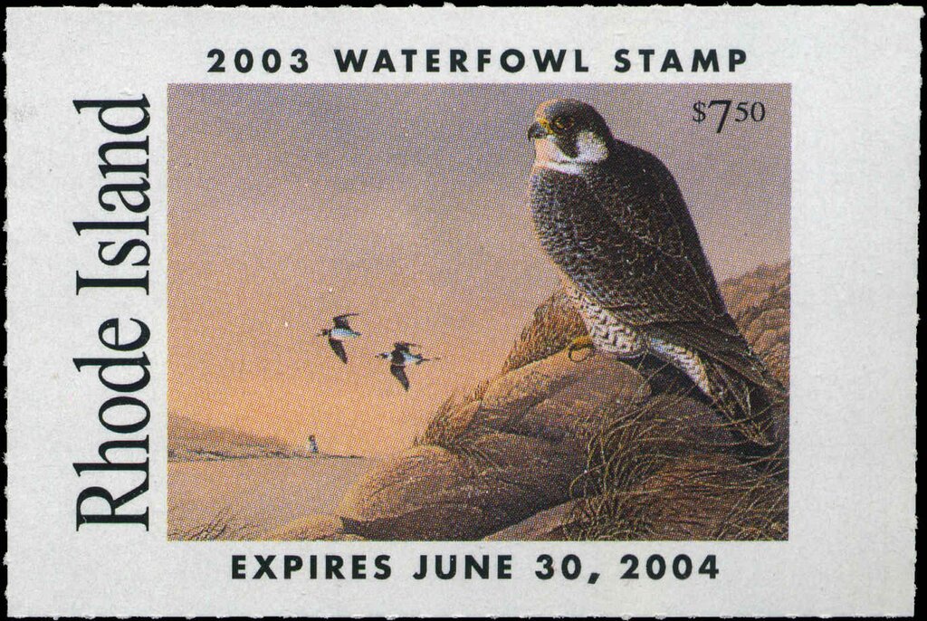 White Winged Scoter