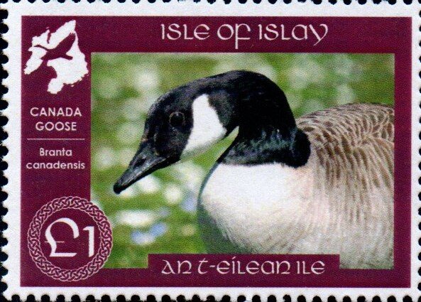 Islay Geese