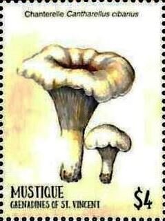 Cantharellus cibatius