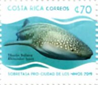 Whale Shark (Rhincodon typus)