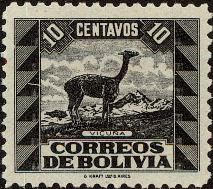 Vicugna (Lama vicugna)
