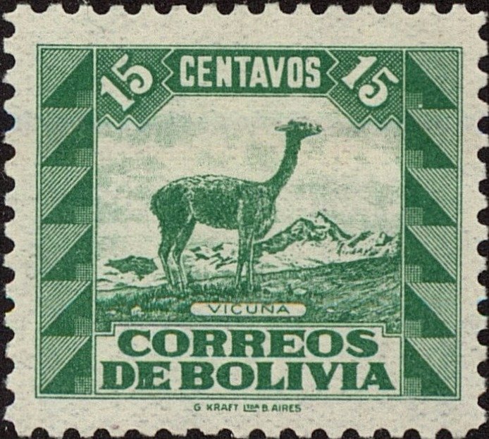 Vicugna (Lama vicugna)