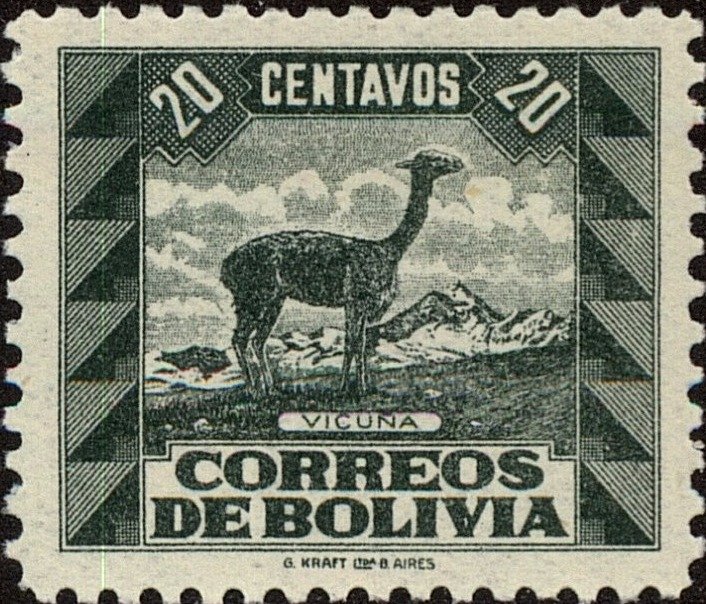 Vicugna (Lama vicugna)