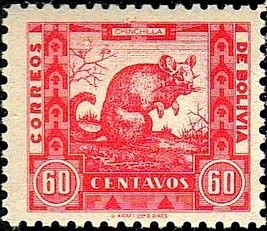 Lesser Chinchilla (Chinchilla laniger)