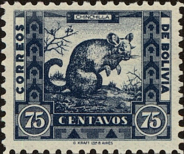 Lesser Chinchilla (Chinchilla laniger)