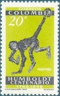 White-bellied Spider Monkey (Ateles belzebuth) 