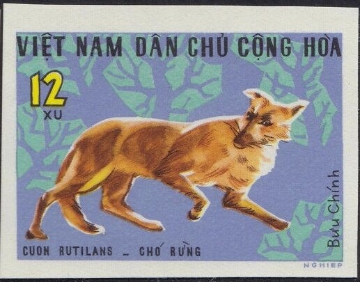 Dhole (Cuon rutilans)