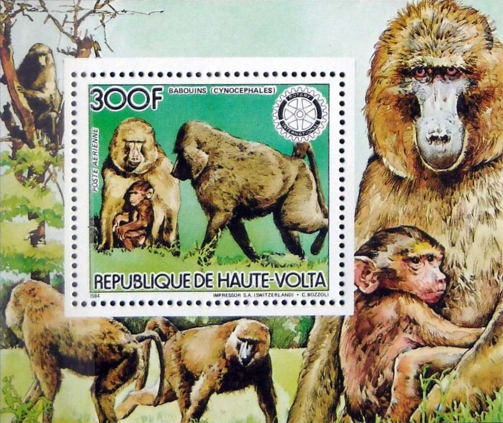 Yellow Baboon (Papio cynocephalus)