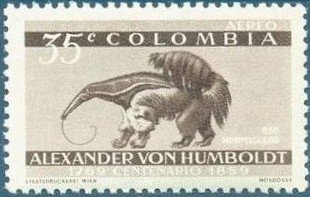 Giant Anteater (Myrmecophaga tridactyla)
