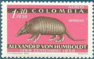 Nine-banded Armadillo (Dasypus novemcinctus) 