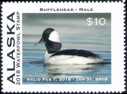 Bufflehead (Male)
