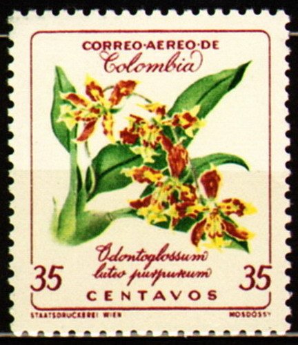 Odontoglossum luteopurpureum